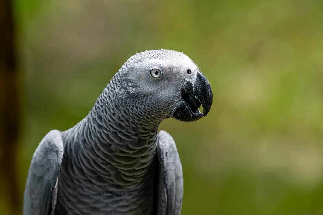 Grey Parrot Close Up